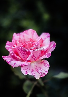 廠,開花,玫瑰