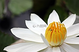 水百合,百合,花