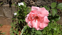花卉,红色,粉红色的茶