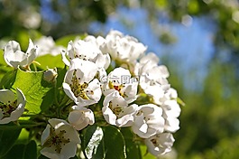 春天,花瓣,樹