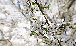 花,盛開(kāi),開(kāi)花