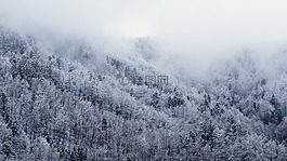 冷,雪,森林