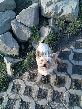 狗,约克夏犬,可爱