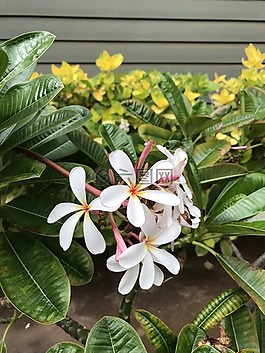 姜黃色百合花,鮮花,夏威夷