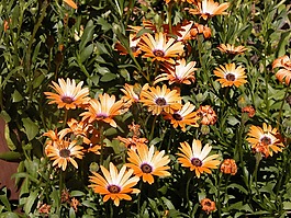 花,夏天,花園