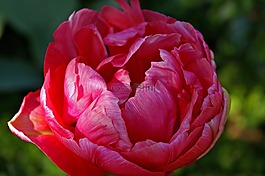 郁金香,紅色,花