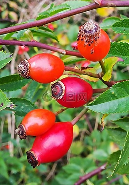 玫瑰果,抗氧化劑,秋