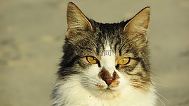 貓,迷路,動物