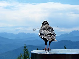 鳥,景觀,天空