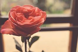 玫瑰,粉紅色,花