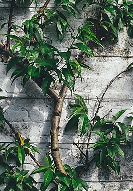 植物,分支機(jī)構(gòu),葉子