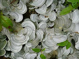 真菌,植物,植物區(qū)系