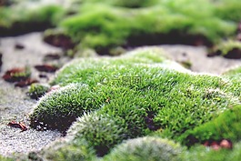苔,地面,石材地板