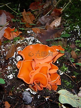 蘑菇,森林,樹(shù)