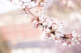 櫻花,花,樹