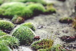 苔,地面,石材地板