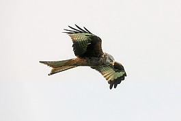鷹,鳥,捕食者