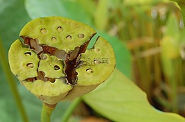 蓮花,綠色,破