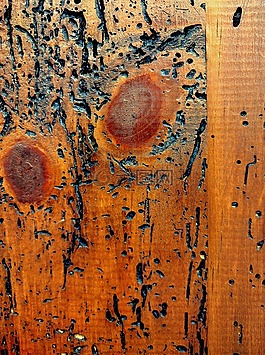 木材,質(zhì)地,woodworms