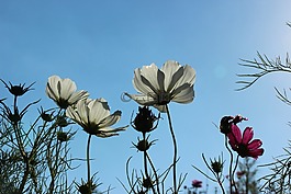 鲜花,秋天樱桃,蓝色的天空