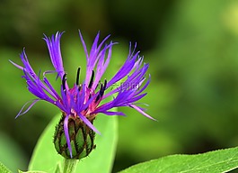 花,花園,雄蕊