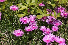 松國家,鮮花,植物