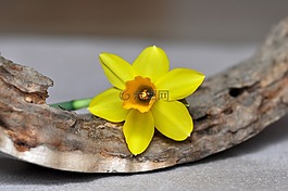 水仙,花,春天的花