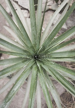 綠色,葉,植物