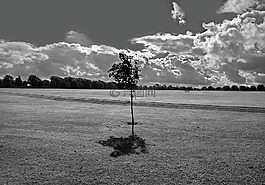 公園,草,空間