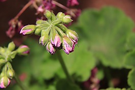 鮮花,芽,盛開