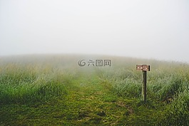 草,荒野,綠色