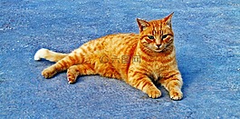 猫,姜,可爱