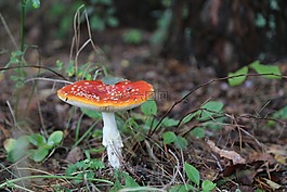 蘑菇,性質(zhì),鵝膏菌