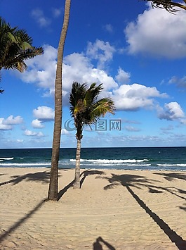 棕櫚樹,海灘,沙