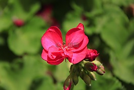 花,自然,春