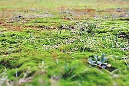 苔,地面,石材地板