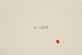 白色質(zhì)地,葉,光明