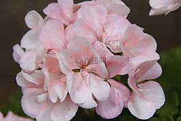 鮮花,白,春