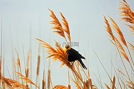 鳥,野生動物,植物
