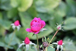 玫瑰,花,紅
