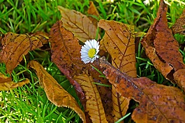 花,葉子,葉