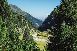 奧地利,山,森林