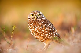 貓頭鷹,鳥,野生動物