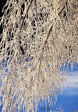冰,雪,樹