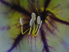 solandra,花,黃色