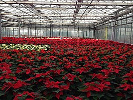 一品紅,飼養(yǎng),植物