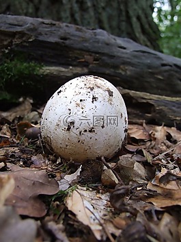 蘑菇,秋,森林