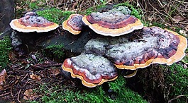 蘑菇,树菇,松林