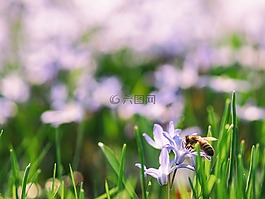 綠色,葉,花