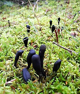 蘑菇,森林,苔
